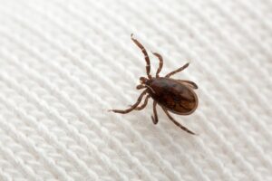 Kleszcze – inwazja małych pajęczaków