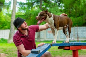 Szkoła dla trenerów psów – praca, na którą zapotrzebowanie stale rośnie