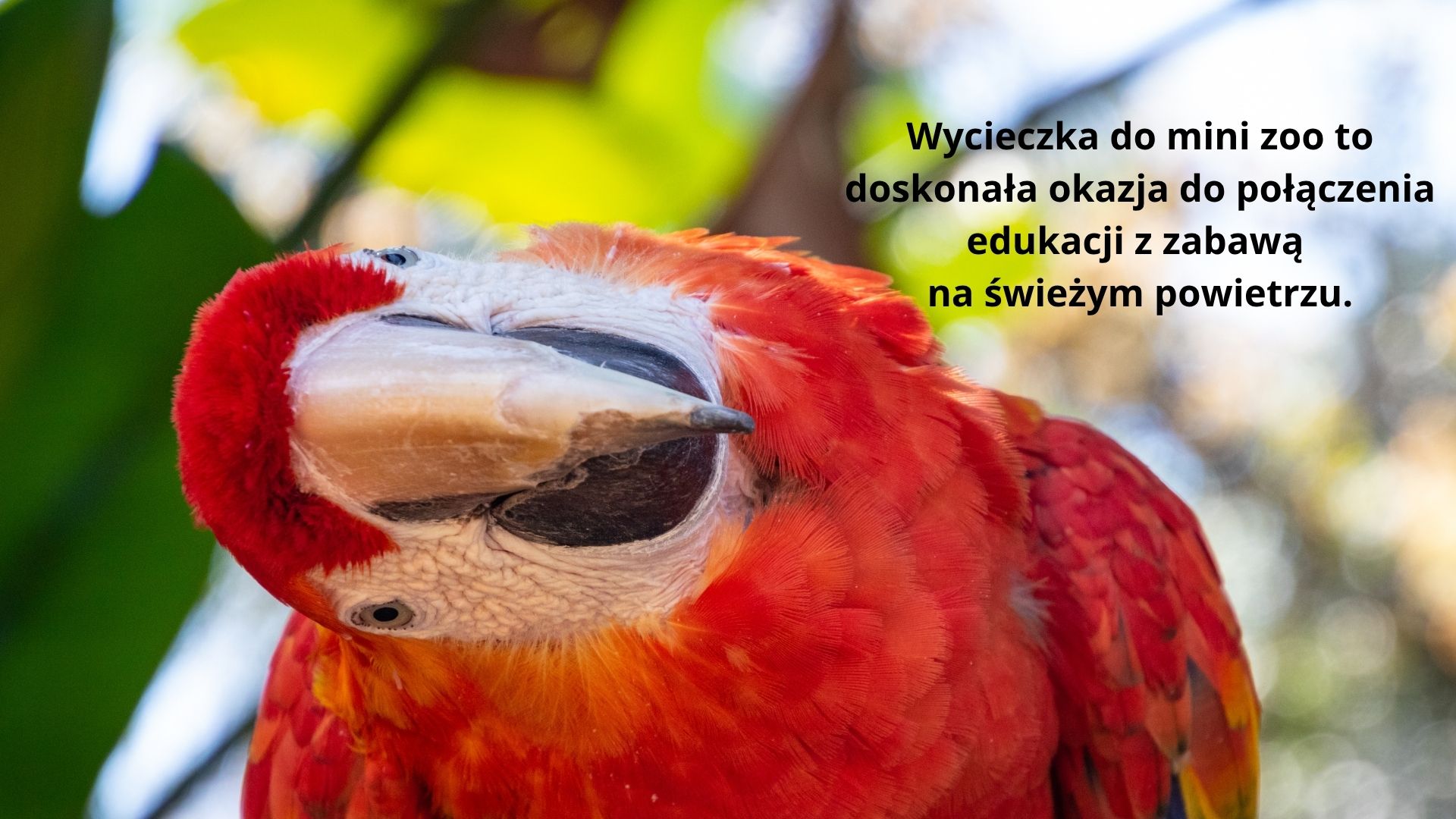 Jak zorganizować wycieczkę do mini zoo z dzieckiem
